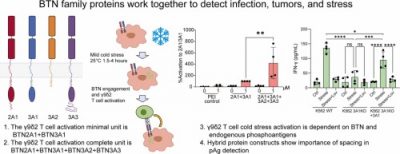 graphical abstract