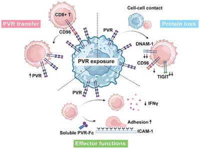 Graphical abstract